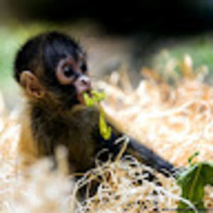 Meet your Posher, Ivy